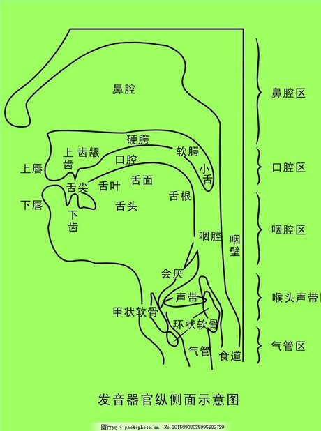 发音器官纵侧面示意图图片