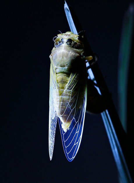 【夏日昆虫【蝉】的蜕变过程摄影图片】·········纪实摄影
