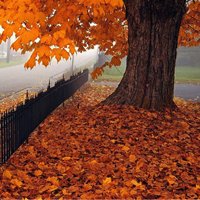 秋天唯美 落叶风景微信头像图片