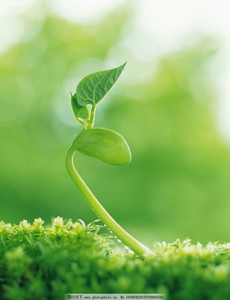 初春草地新生嫩芽特写美拍高清图片下载_生物植物图片 相关搜索 希望