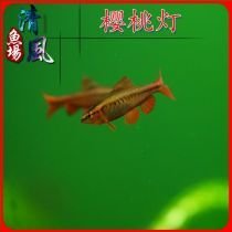玫瑰旗灯鱼_360图片