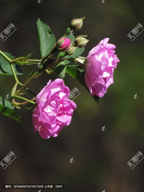 粉色蔷薇图片大全大图 粉色蔷薇花朵高清图片素材 相关搜索 蓝色蔷薇