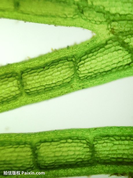 藻类植物的孢子_360图片