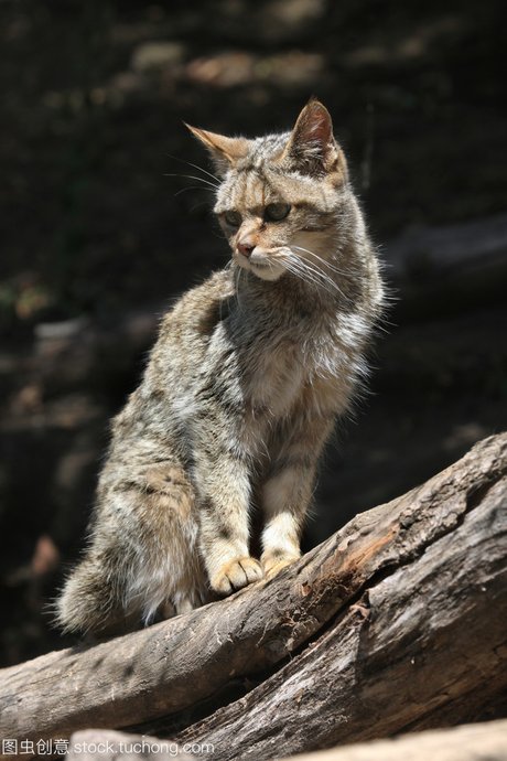 欧洲野猫肖像 野生猫科动物,摄影, 欧洲野猫,野生动物 欧洲野猫