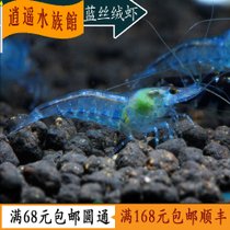 相关搜索 蓝斑蝴蝶鱼 珊瑚虾 霓虹脂鲤 石美人鱼 幽灵虾 鸭嘴鲨