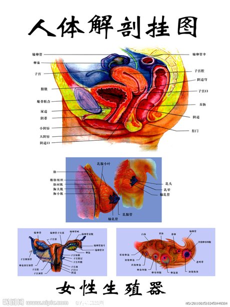 怀孕的年轻女人 相关搜索 肾的剖面结构图 内脏图结构图 人体腹部构造
