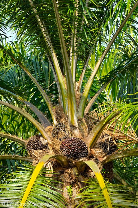 油棕榈种植园 油棕榈树种植园 油棕榈树在棕榈油房地产 新鲜的油棕榈