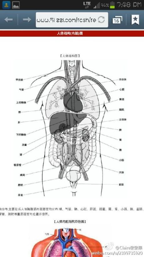 胆囊和胃的 位置示意