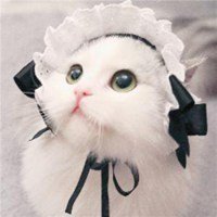 超萌猫咪头像高清无水印_微信头像图片大全