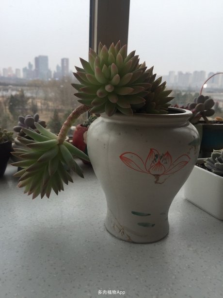 给家里的千佛手凹个造型