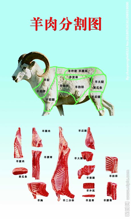 相关搜索 羊肉分解图 牛羊肉菜单 羊肉分割图高清大图 羊肉分割参位
