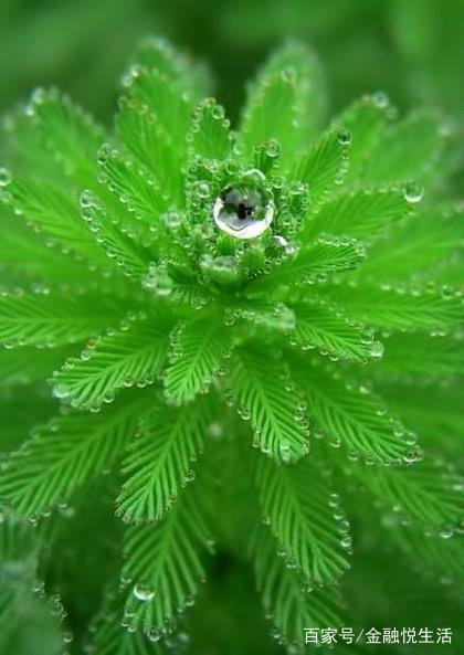 绿色风景桌面壁纸 护眼 电脑桌面壁纸高清 护眼 缓解眼睛疲劳的桌面