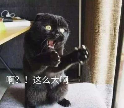 猫悲伤那么大表情包