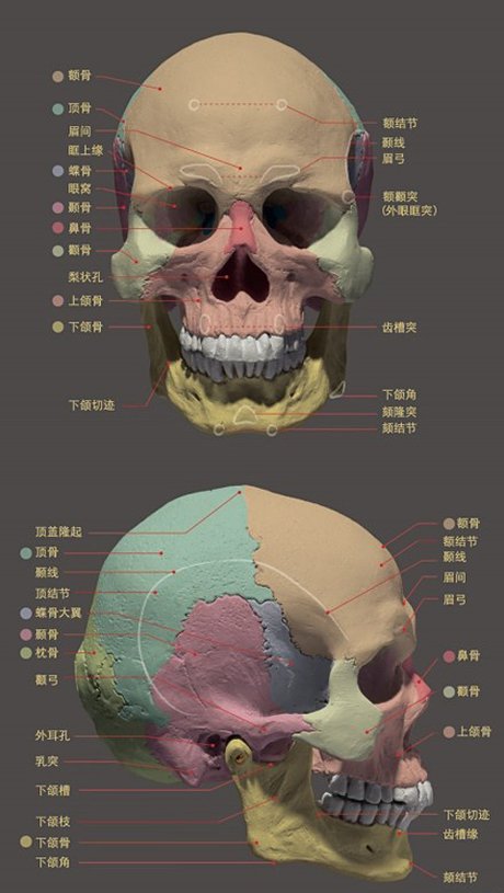 头部骨骼结构 人头骨结构图 人体头骨结构图 头骨结构 头部骨骼 人部
