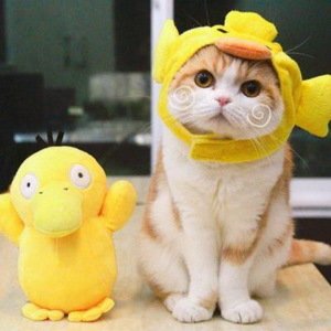 猫咪可爱动漫头套头像