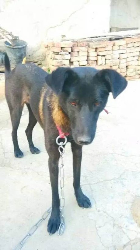 凉山纯种猎犬出售-成都新都区泰兴哈士奇