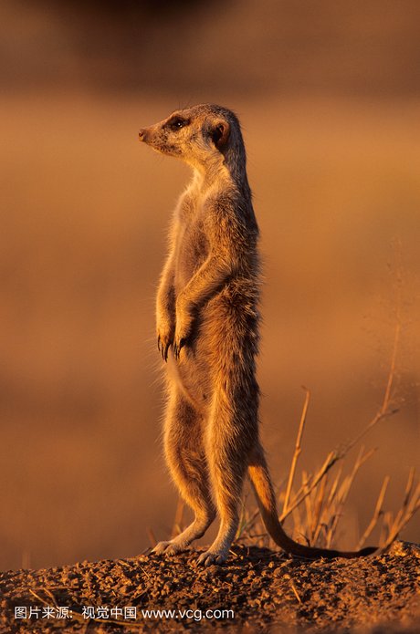 海岛猫鼬,蒙哥 海岛猫鼬,狐獴,(南非) 海岛猫鼬,蒙哥 好奇心,野生动物