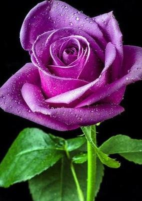 紫色唯美玫瑰花浪漫背景墙图片