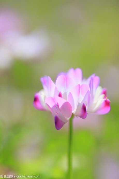 郁金香,紫色 一朵花的高清写真大图ppt图片 相关搜索 一朵花图片大全