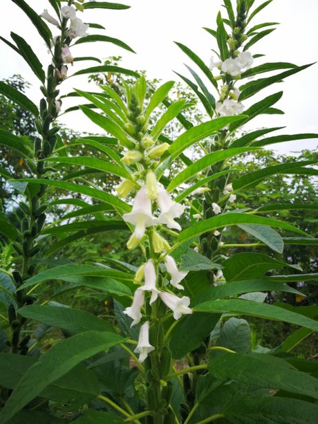 芝麻开花节节高