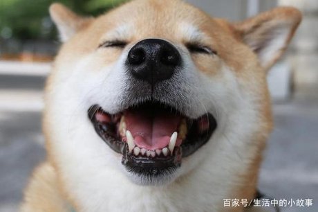 滑稽的狗 狗搞笑 日本柴犬表情包 哈士奇拆家图片 分享一波微笑柴犬