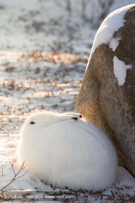 北极兔 arctic hare