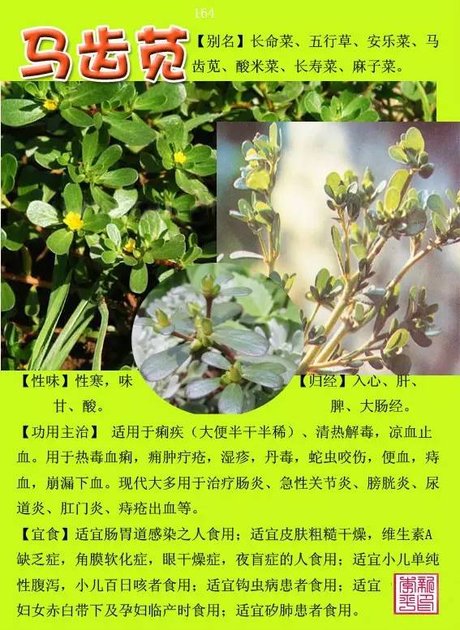 相关搜索 常用中草药大全图片 中草药图谱 常用中草药彩色图集 中