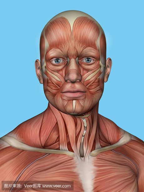 脸部肌肉解刨图_360图片