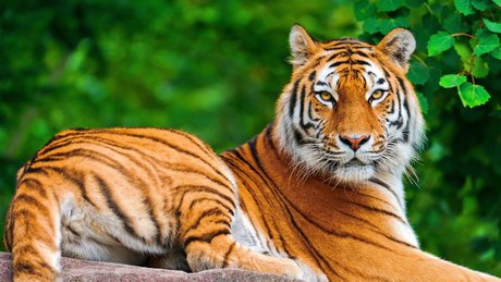 孟加拉 老虎 在白色背景上的 老虎 阿尔泰地蔷薇,amoyensis,动物,动物