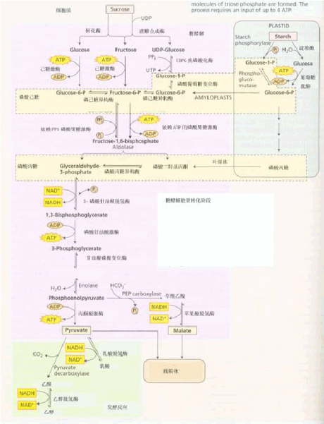 糖酵解 三羧酸循环最全总结