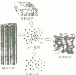 输导组织_360图片