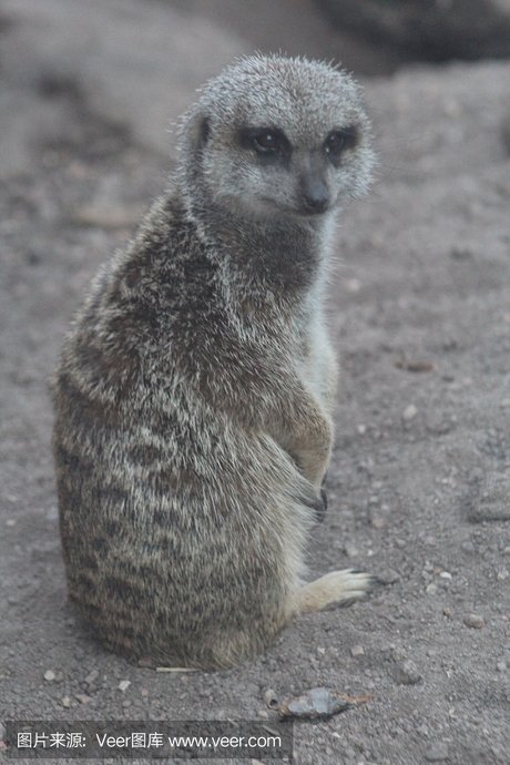 狐獴,(南非) 海岛猫鼬 海岛猫鼬,(南非) 海岛猫鼬,蒙哥,狐獴 动物