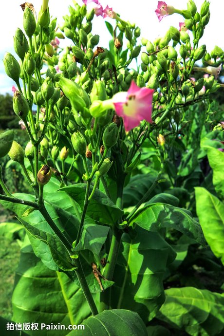 烟草花图片