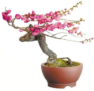 盆栽蹲号_360图片