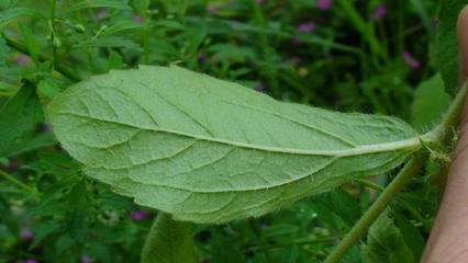 刺苞菊