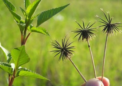 鬼針草治高血壓_360圖片