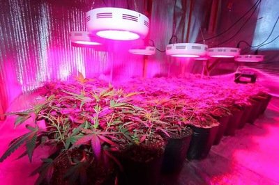 室内种植大麻图片 360图片