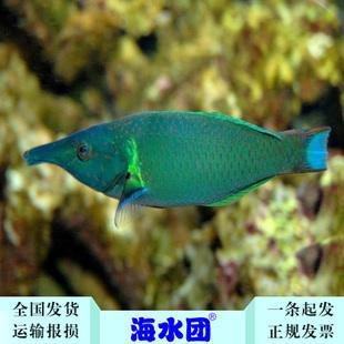 海水鱼的种类图片 360图片