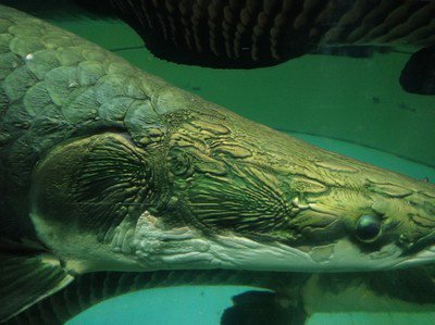 舌骨骨折 360图片