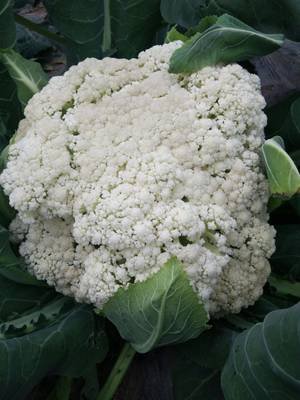 白花菜 360图片