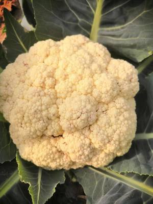 白花菜 360图片