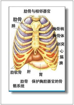 右肋骨下方痛 360图片