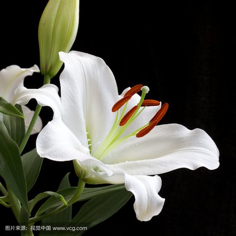 白百合花照片 360图片