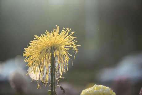 寒菊 360图片