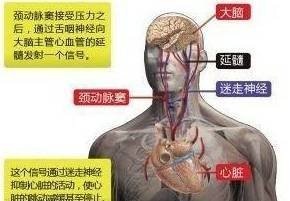 頸動脈竇迷走神經