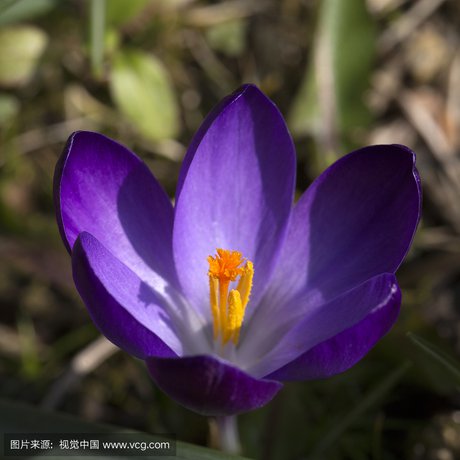 春天的景色hehua 360图片