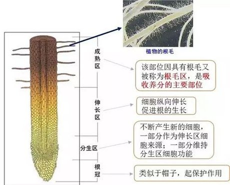 根的结构图 360图片