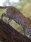 ru National Reserve Kenya 肯尼亚 山布鲁国家保...