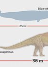 阿根廷巴塔哥尼亚发现迄今最大恐龙:巴塔哥泰...