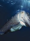 海洋生物电脑壁纸_海洋奇妙海底生物